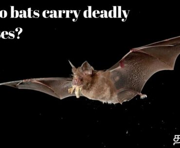 why do bats carry so many diseases?|covid19 outbreak |special immunity system|tamil|MR madan|(2020)