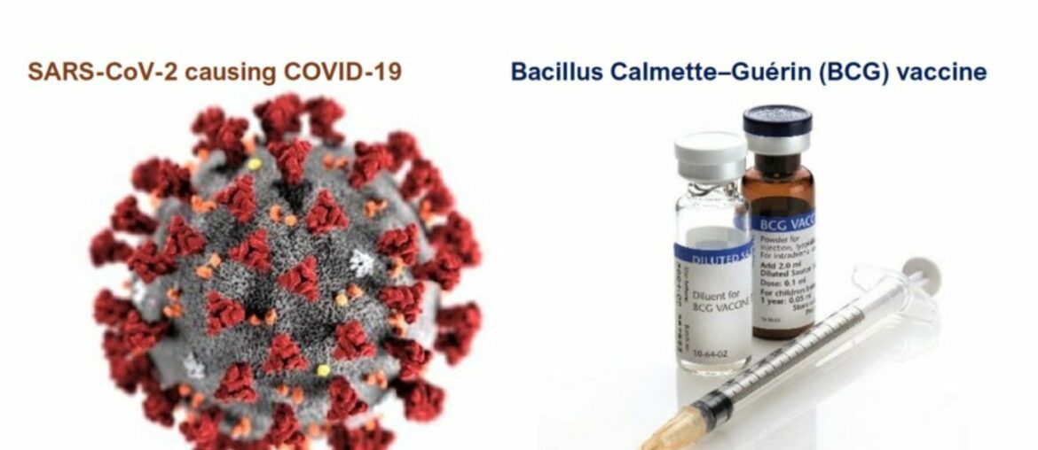 BCG pre-immunity helps in fighting Covid19