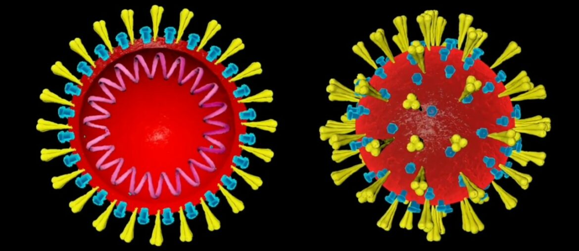 Corona Virus Vs Immune System in gujarati