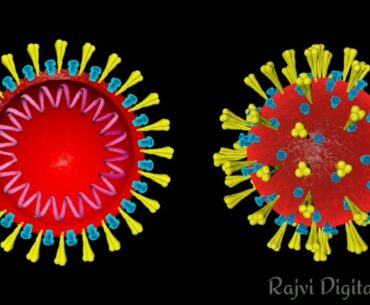 Corona Virus Vs Immune System in gujarati