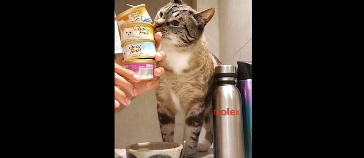 Cat Eats Full Food Can in Less Than 10 Minutes While Getting Slapped On The Ass & Lectured