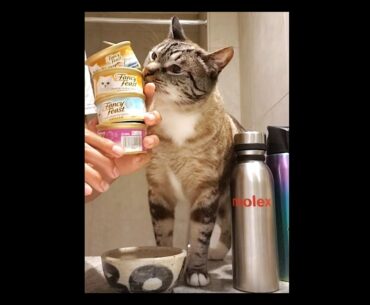 Cat Eats Full Food Can in Less Than 10 Minutes While Getting Slapped On The Ass & Lectured