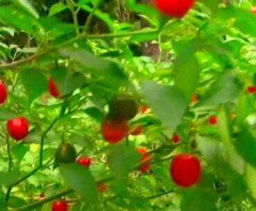 Natural Hot Pepper 1moment inspirational nature vitamin plants for immunity