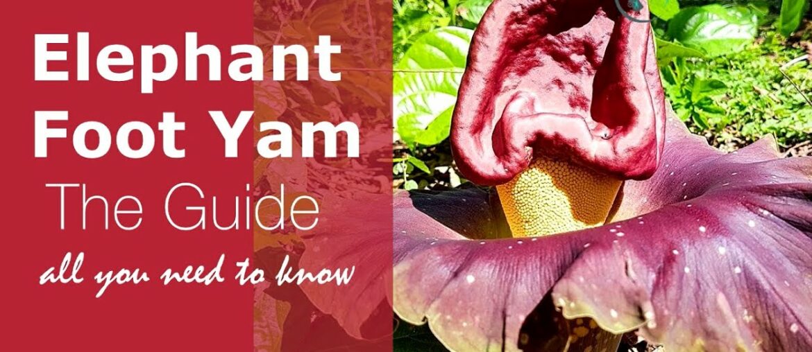 The Super Powers of Suran or Elephant Foot Yam(Nutritional and Health benefits) :Nuturemite