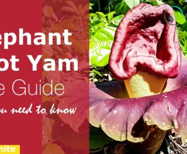 The Super Powers of Suran or Elephant Foot Yam(Nutritional and Health benefits) :Nuturemite
