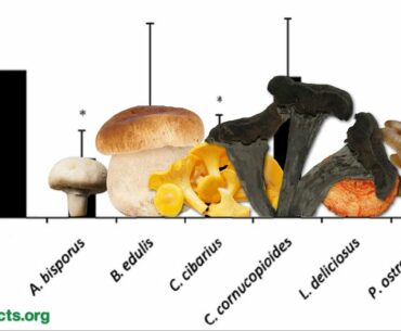 Boosting Immunity While Reducing Inflammation