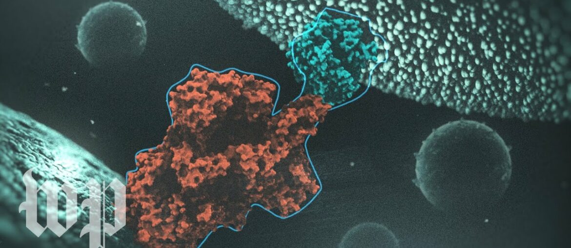 The novel coronavirus is a master of disguise: Here's how it works