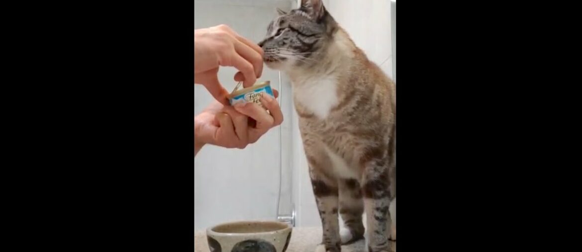 Purina Fancy Feast® Classic Paté Seafood Gourmet Wet Cat Food Eating Demonstration