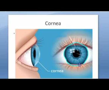 Ophthalmology Cornea Structure Histology Layers Function Anatomy Eye Nutrition Nerve Dua New
