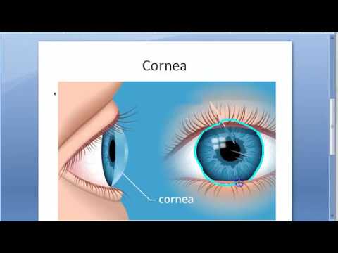 Ophthalmology Cornea Structure Histology Layers Function Anatomy Eye Nutrition Nerve Dua New