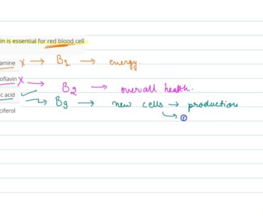 Which of the vitamin is essential for red blood cell formation?