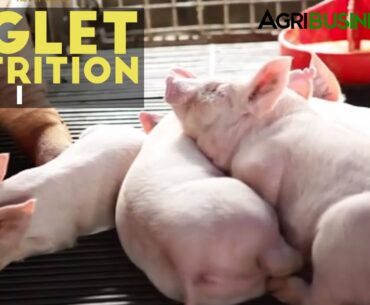 Piglet Nutrition Part 1 : Importance of Piglet Nutrition | Agribusiness Philippines