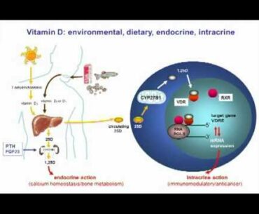 Nutrient mechanisms in infection: Vitamin D-deficiency by Martin Hewison