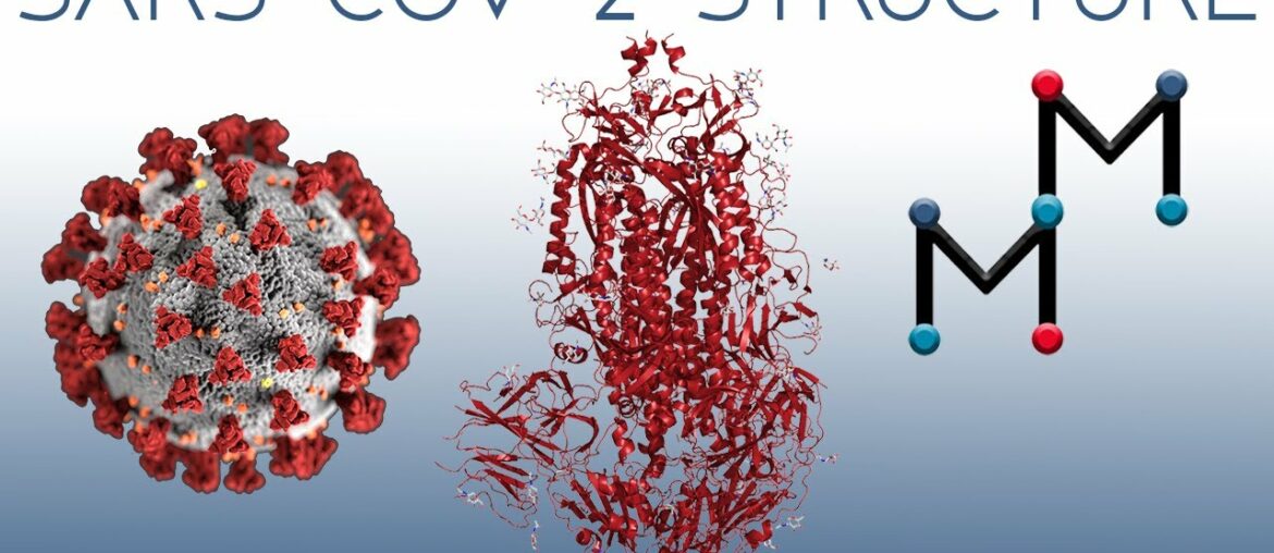 SARS-CoV-2 Structure (COVID-19 Coronavirus)