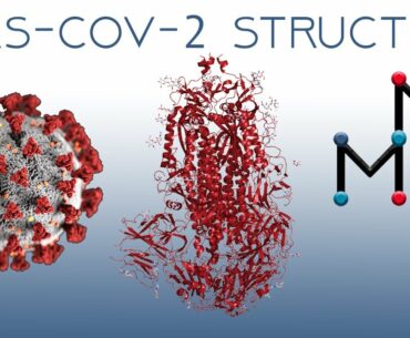 SARS-CoV-2 Structure (COVID-19 Coronavirus)