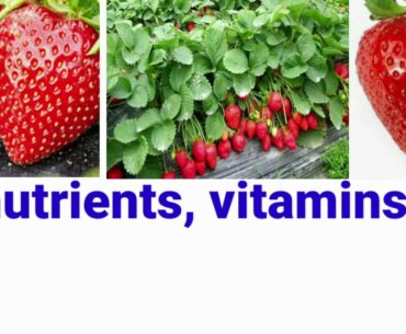 nutrients,vitamins,minerals and health benefits of stawberries