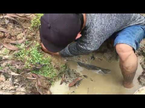 Experiment: Coca Cola, Fanta, Sprite, Vs Vitamin C Medicine Catch Fishes From Underground Hole