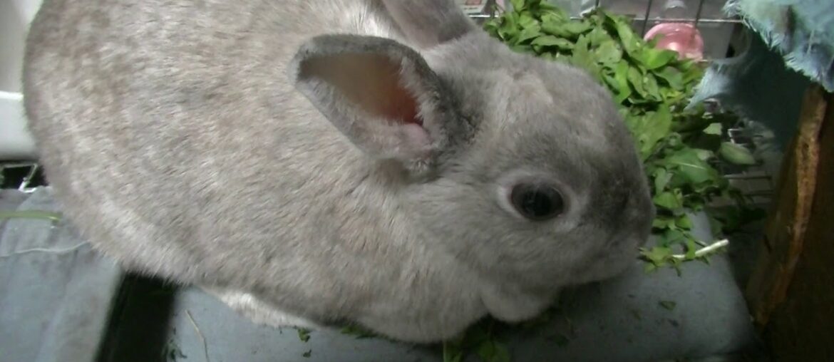 2020春の野草でビタミン補給　Domestic rabbits supplement their vitamins with spring wildflowers