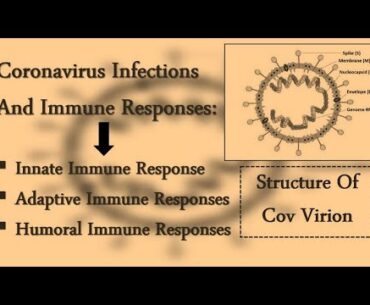 Immune Response To Coronavirus || Structure Of Coronavirus || Innate, Adaptive & Humoral Immunity ||
