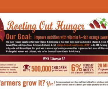 Rooting Out Hunger (Improving nutrition with Vitamin A – rich orange sweet potato) CGIAR (EN)