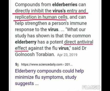 Elderberries prevent coronavirus replication in body and reduce sickness time