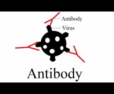 A powerful weapon against coronavirus: antibody