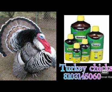 Turkey chicks 58 days || multi vitamin