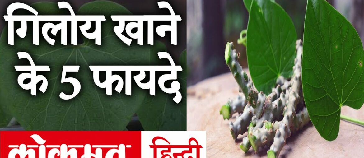 Coronavirus Diet Tips: गिलोय खाने से बढ़ती है Immunity Power, जानें इसके अनेक फायदे