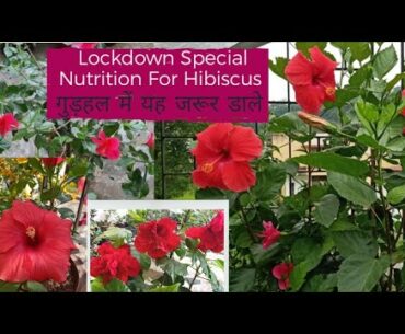 Important Nutrition for Hibiscus,Part-6| Lockdown Special |गुड़हल में यह nutrition जरूर डाले