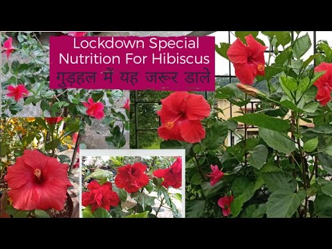 Important Nutrition for Hibiscus,Part-6| Lockdown Special |गुड़हल में यह nutrition जरूर डाले