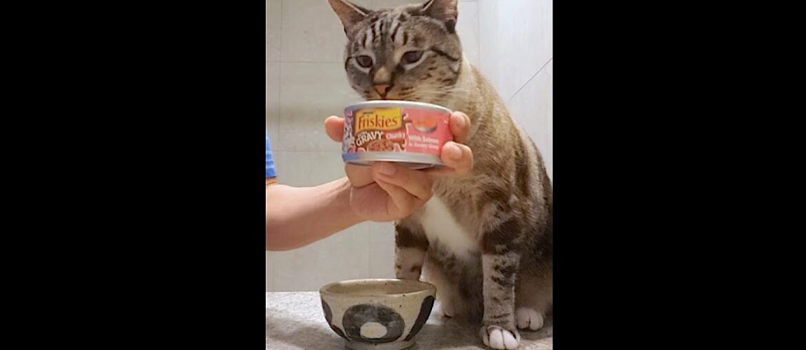 Purina Friskies Extra Gravy Chunky with Salmon in Savory Gravy Canned Wet Cat Food Review