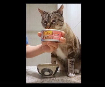 Purina Friskies Extra Gravy Chunky with Salmon in Savory Gravy Canned Wet Cat Food Review