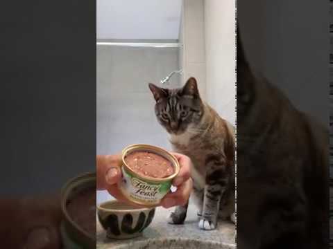 Purina Fancy Feast® Classic Paté Chopped Grill Feast Gourmet Wet Cat Food Eating Demonstration