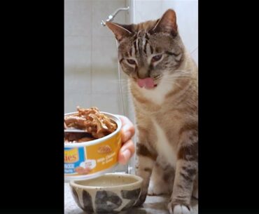 Purina Friskies Tasty Treasures Prime Filets With Chicken In Gravy With Liver Wet Cat Food Reviews