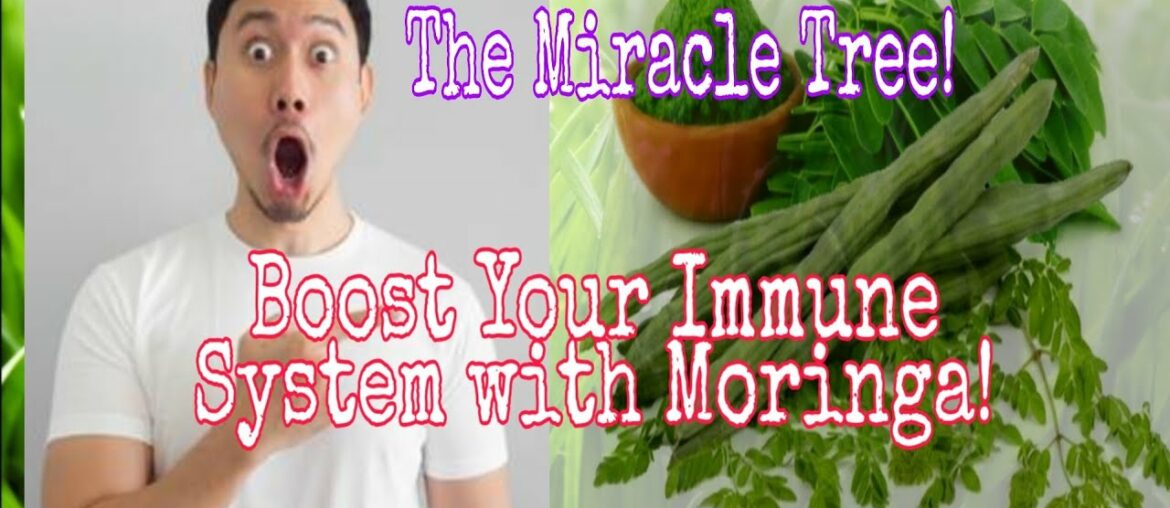 BOOST YOUR IMMUNE SYSTEM WITH MORINGA (MALUNGGAY), THE SECRET OF MIRACLE TREE!