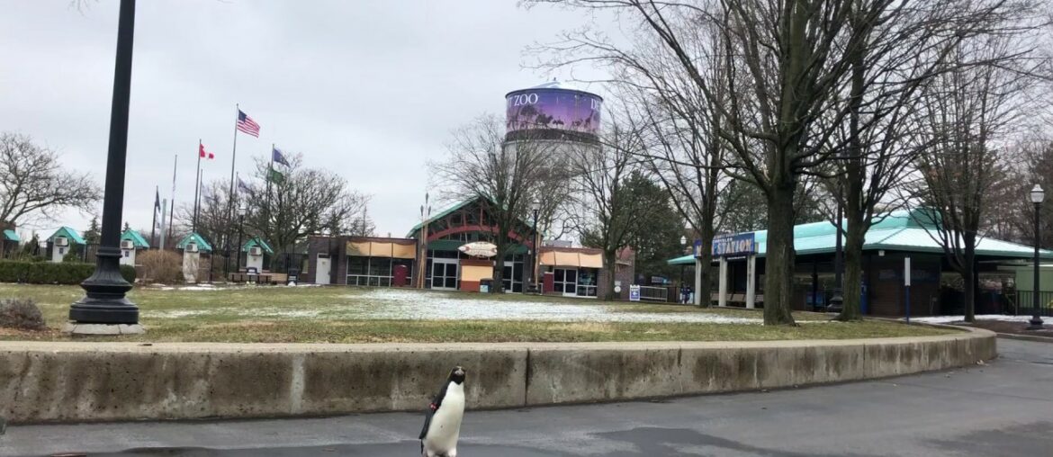 Virtual Vitamin Z | A Penguin Explores the Detroit Zoo