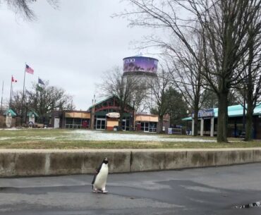 Virtual Vitamin Z | A Penguin Explores the Detroit Zoo