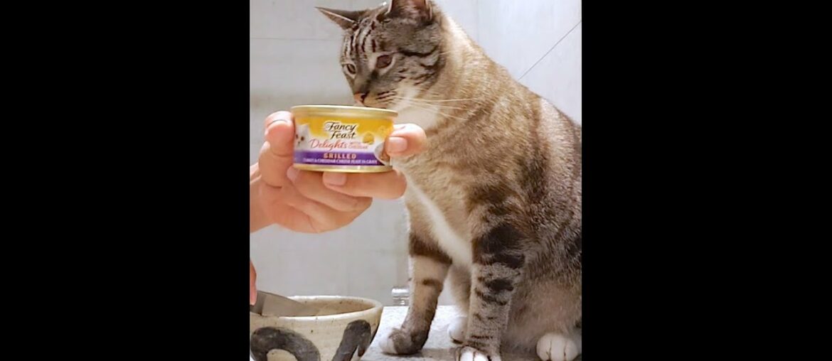 Purina Fancy Feast® Delights with Cheddar Grilled Turkey & Cheddar Cheese Wet Cat Food in Gravy