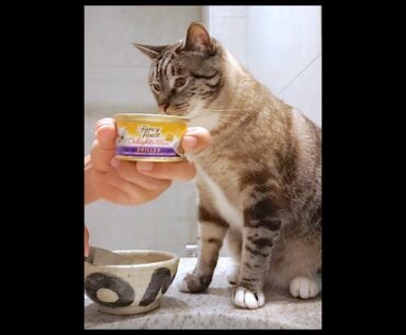 Purina Fancy Feast® Delights with Cheddar Grilled Turkey & Cheddar Cheese Wet Cat Food in Gravy