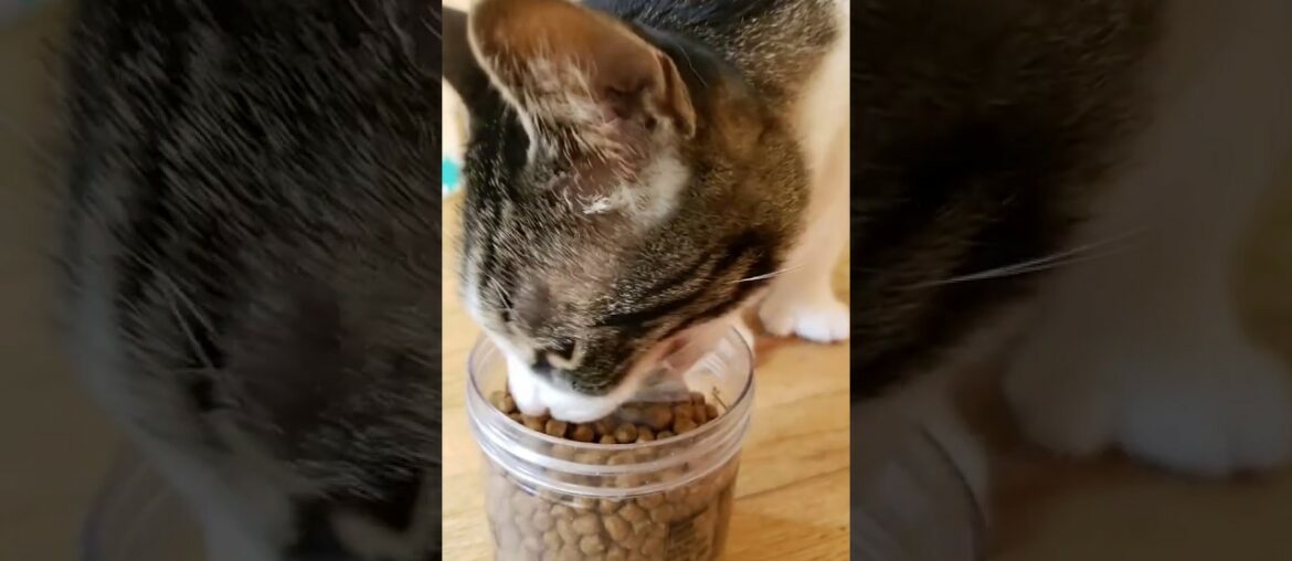 Poly Polydactyl First Time Eating High Quality Dry Cat Food Blue Buffalo Wilderness Chicken Recipe