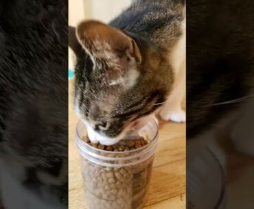 Poly Polydactyl First Time Eating High Quality Dry Cat Food Blue Buffalo Wilderness Chicken Recipe