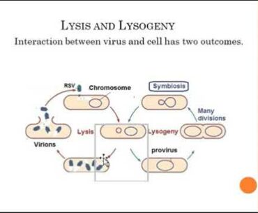 Vitamin C may induce Tumor Dormancy by  Gershom Zajicek M.D.