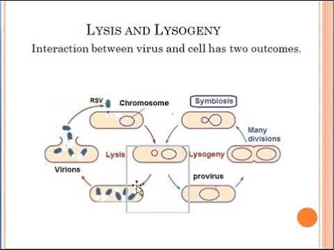 Vitamin C may induce Tumor Dormancy by  Gershom Zajicek M.D.