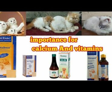 Importance for Calcium, Vitamin And Liver Tonic - ARBINA'S PERSIAN CATTERY