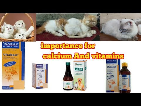 Importance for Calcium, Vitamin And Liver Tonic - ARBINA'S PERSIAN CATTERY