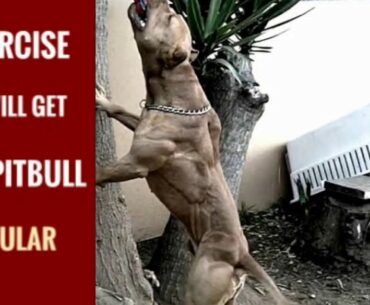 5 American Pitbull Muscle Training Tips that will Get your Pitbull Ultra Classic 2020
