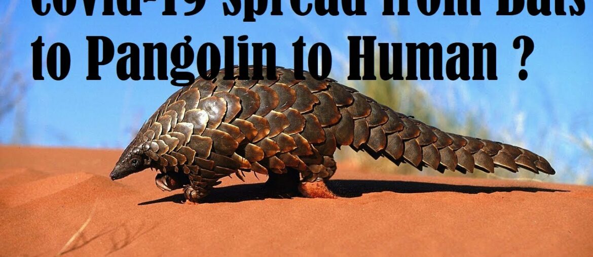 Pangolin Is responsible for coronavirus Spread ,Study Published By Nature  Covid-19 pendemic