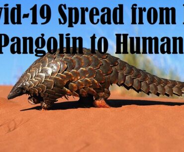 Pangolin Is responsible for coronavirus Spread ,Study Published By Nature  Covid-19 pendemic