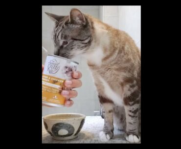 Special Kitty Liver & Chicken Dinner Paté Wet Cat Food Eating Demonstration Walmart Collection