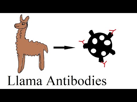 A surprising solution for coronavirus: Llama antibodies